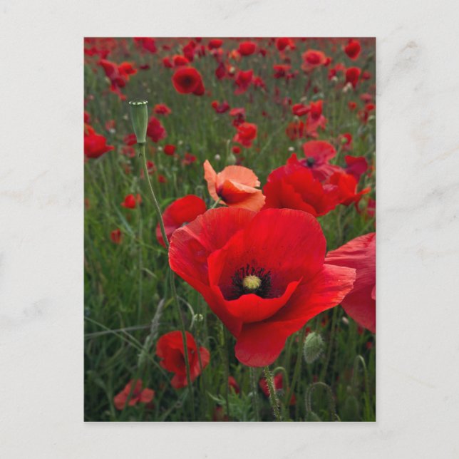 POST-Karte für Mohnfelder Postkarte (Vorderseite)