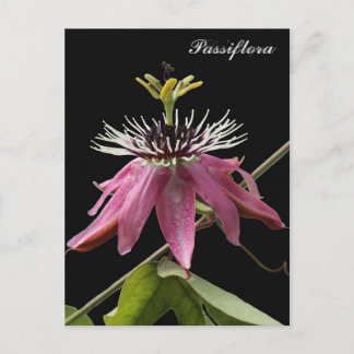 Postal de Passiflora Postkarte