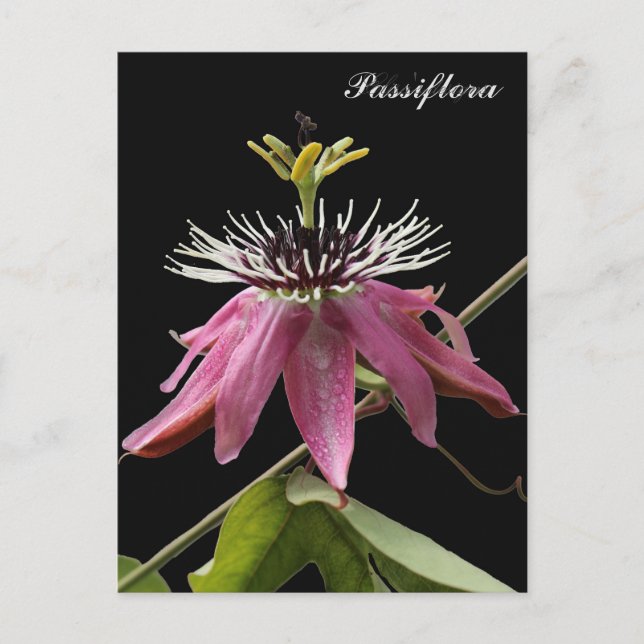 Postal de Passiflora Postkarte (Vorderseite)
