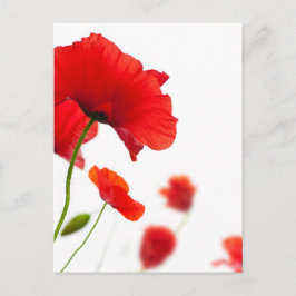 Postale Karte - Fleurs de coquelicots