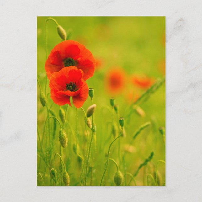 Postale Karte - Fleurs de coquelicots (Vorderseite)