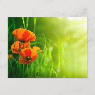 Postale Karte - Fleurs de coquelicots