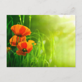 Postale Karte - Fleurs de coquelicots