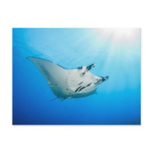 Postale, Manta ray タ レ イ