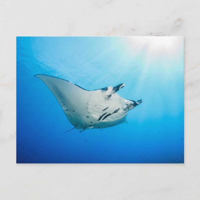 Postale, Manta ray タ レ イ Postkarte (Vorderseite)