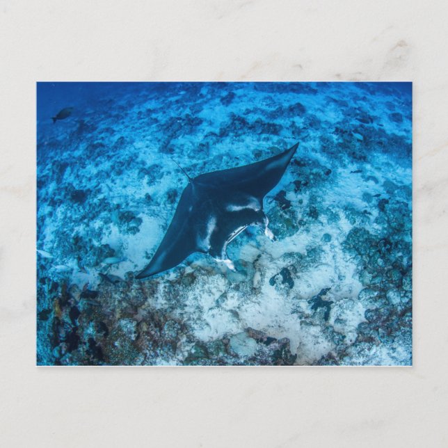 Postale, Manta ray タ レ イ Postkarte (Vorderseite)