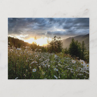 POSTCARD ~ "A Daisy Sunset" Postkarte