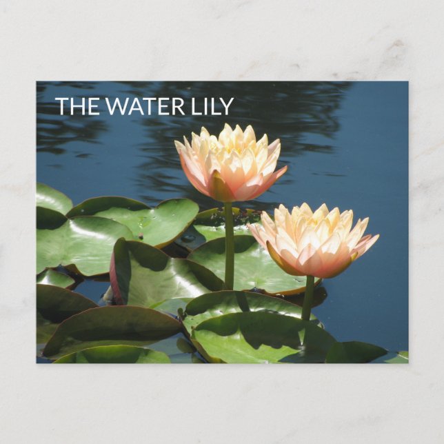 POSTCARD Artistic Photography The Water Lily Postkarte (Vorderseite)