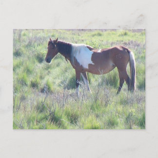 Postcard: Assateague Island, Zuhause der berühmten Postkarte