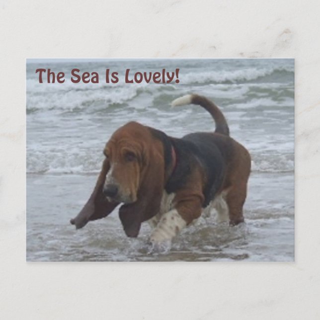 Postcard Basset Hound am Meer Postkarte (Vorderseite)