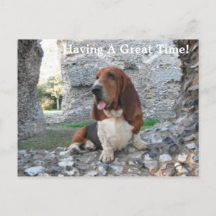 Postcard Basset Hound Burgen von Castel San Pietro Postkarte