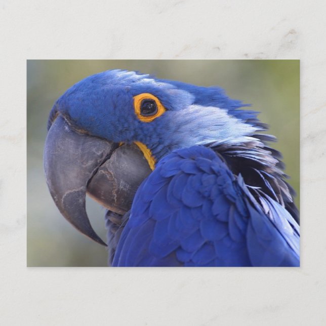 Postcard Blue Parrot Postkarte (Vorderseite)