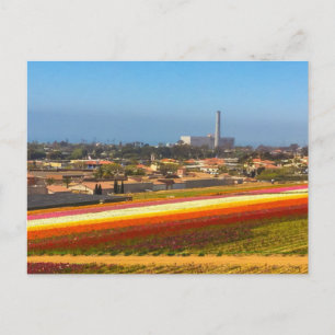Postcard Blume Felder Carlsbad, CA Postkarte