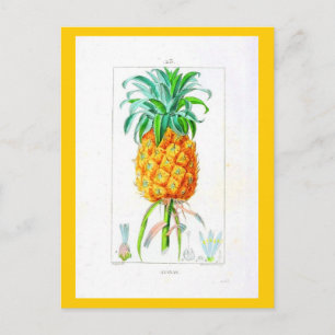 Postcard-Botanicals-Ananas Postkarte