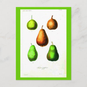 Postcard-Botanicals-Birnen 2 Postkarte