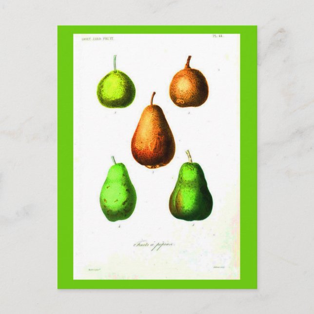 Postcard-Botanicals-Birnen 2 Postkarte (Vorderseite)