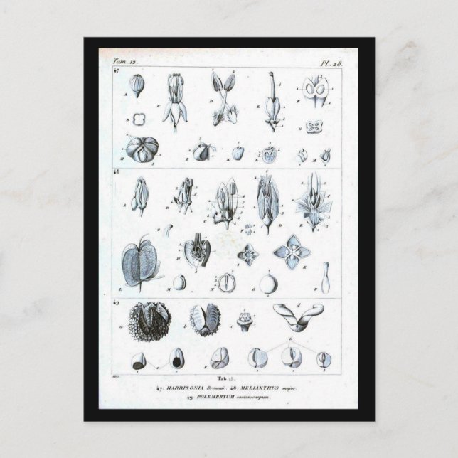 Postcard-Botanicals-Botanische Tabelle Postkarte (Vorderseite)
