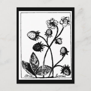 Postcard-Botanicals-Erdbeeren 3 Postkarte