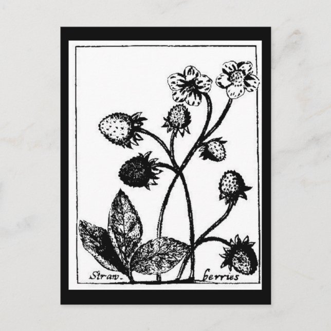 Postcard-Botanicals-Erdbeeren 3 Postkarte (Vorderseite)
