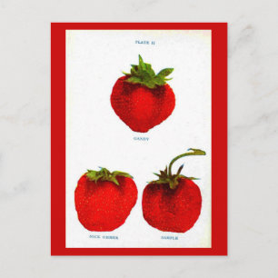 Postcard-Botanicals-Erdbeeren 7 Postkarte