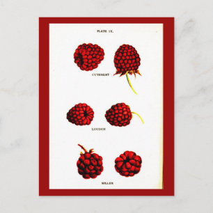 Postcard-Botanicals-Himbeeren Postkarte