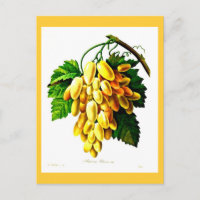 Postcard-Botanicals-Pierre Joseph Redoute 3