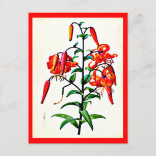 Postcard-Botanicals-Pierre Joseph Redoute 4 Postkarte