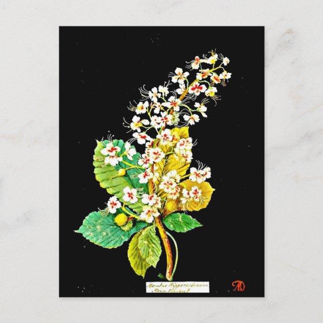Postcard-Botanische Kunst-Mary-Delany 11 Postkarte (Vorderseite)