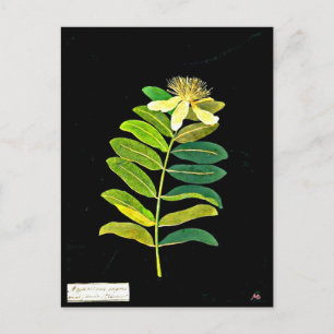 Postcard-Botanische Kunst-Mary-Delany 13 Postkarte