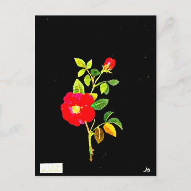 Postcard-Botanische Kunst-Mary-Delany 16 Postkarte (Vorderseite)