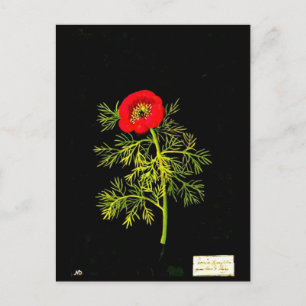 Postcard-Botanische Kunst-Mary-Delany 18 Postkarte