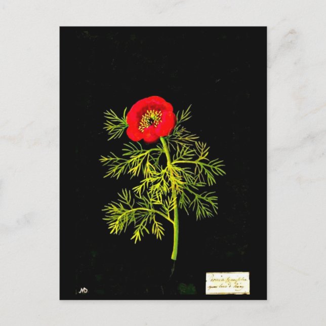 Postcard-Botanische Kunst-Mary-Delany 18 Postkarte (Vorderseite)