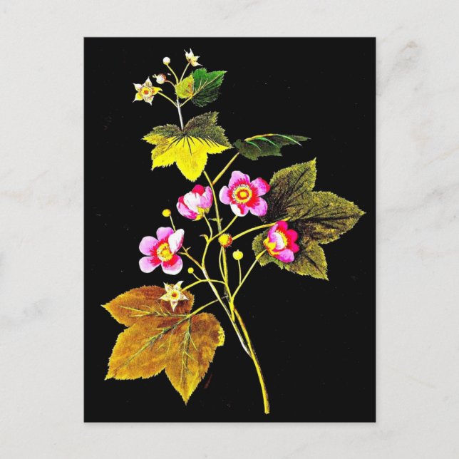 Postcard-Botanische Kunst-Mary-Delany 4 Postkarte (Vorderseite)