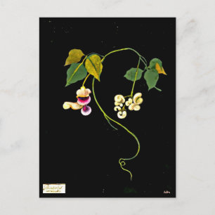 Postcard-Botanische Kunst-Mary-Delany 5 Postkarte