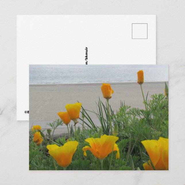 Postcard - California Poppies am Strand Postkarte (Vorne/Hinten)