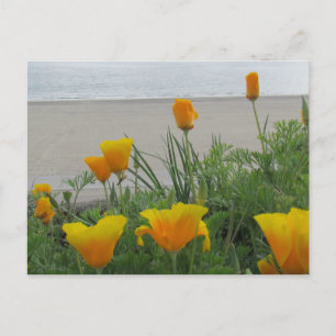 Postcard - California Poppies am Strand Postkarte