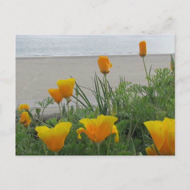 Postcard - California Poppies am Strand Postkarte (Vorderseite)