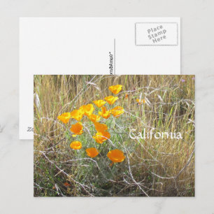 Postcard - California Poppy Postkarte