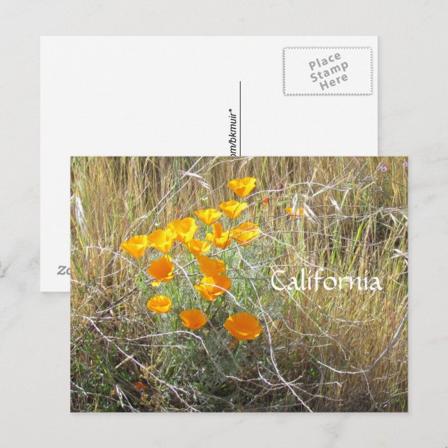 Postcard - California Poppy Postkarte (Vorne/Hinten)