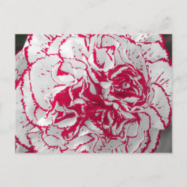 Postcard - Carnation in Rot und Weiß Postkarte