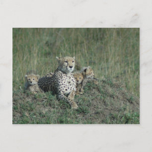 Postcard Cheetah Mama und ihre drei Naben Postkarte