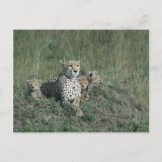 Postcard Cheetah Mama und ihre drei Naben Postkarte