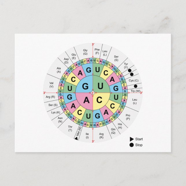 Postcard Codons Amino Acids Chart Genetic Code DNA Postkarte (Vorderseite)