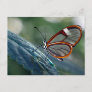 Postcard/Costa Rica Glasswing Butterfly Postkarte