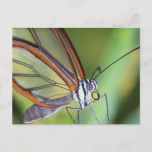 Postcard/Costa Rica Glasswing Butterfly Postkarte