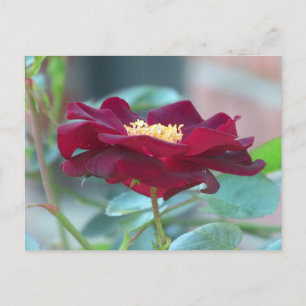 Postcard der Black Cluster-Rose Postkarte