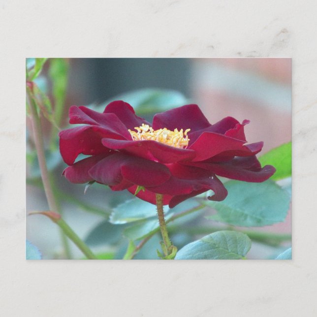 Postcard der Black Cluster-Rose Postkarte (Vorderseite)