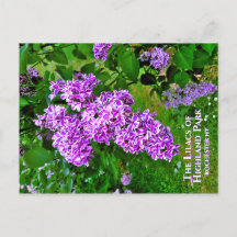 Postcard - Die Lila Lilacs des Highland Park