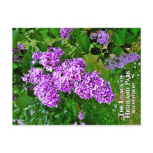Postcard - Die Lila Lilacs des Highland Park