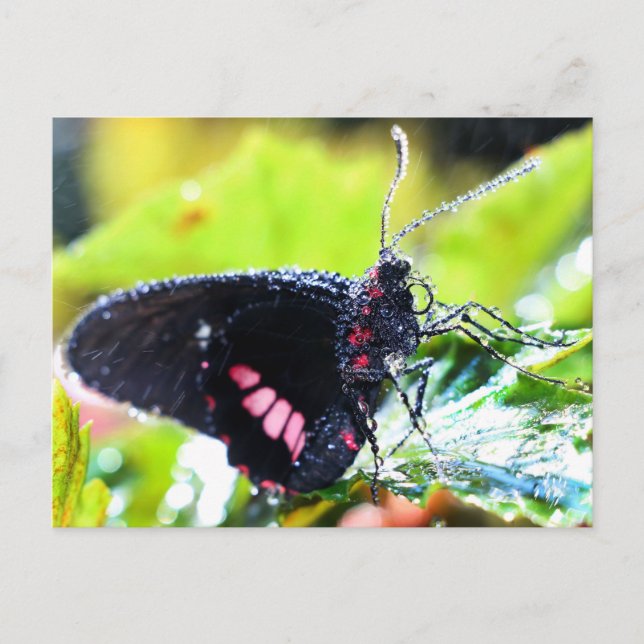 Postcard/Doris Langschwingenschmetterling Postkarte (Vorderseite)